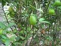 Citrus inodora